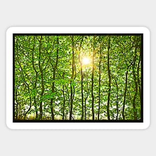 Leafy Sunshine Sticker